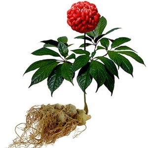 Ginseng na composición